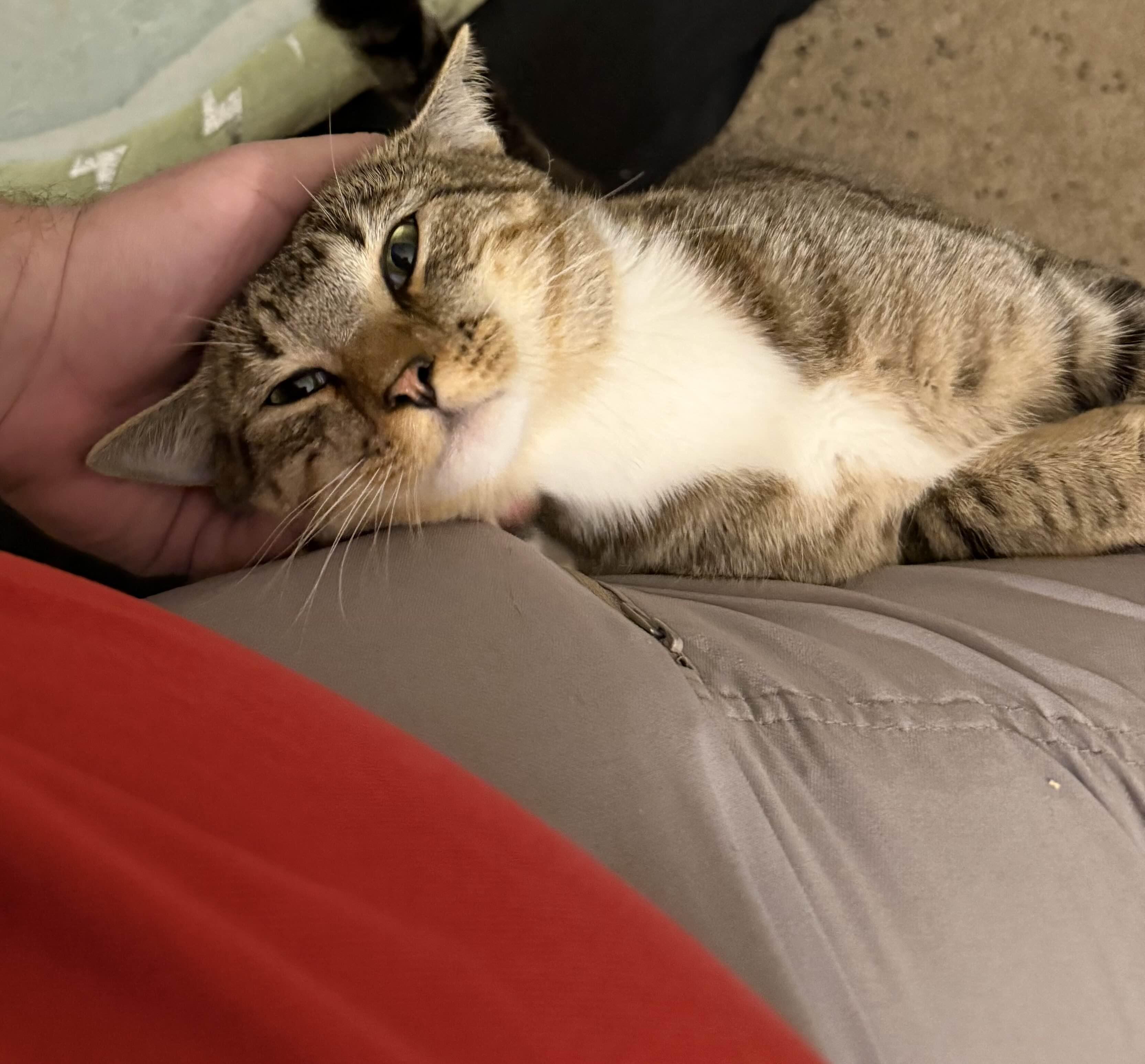 Young Gentleman, a Adoptable mixed breed in Perrysburg, OH image 3/6