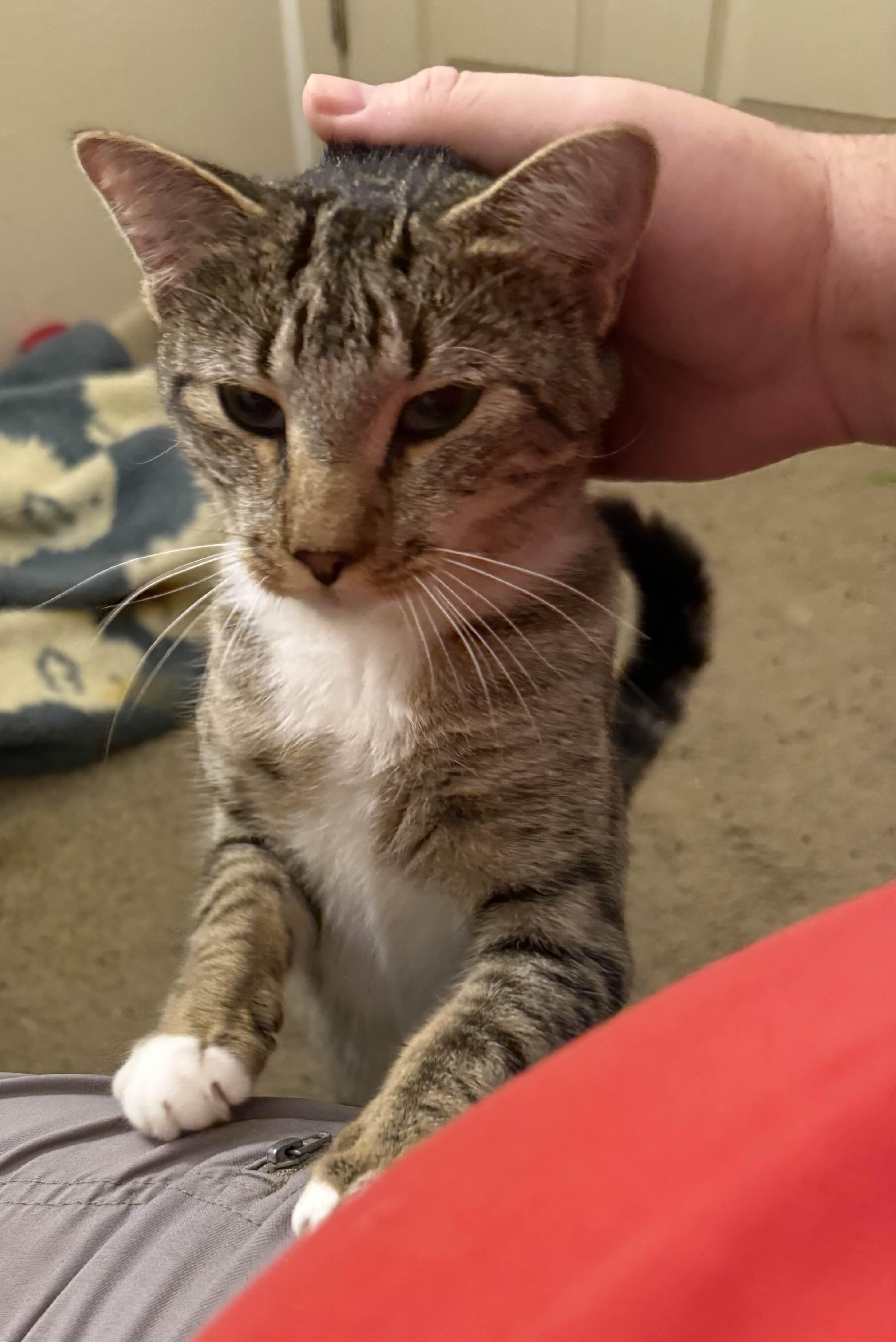 Young Gentleman, a Adoptable mixed breed in Perrysburg, OH image 4/6