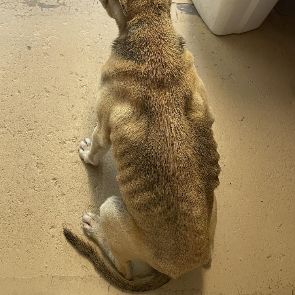 Enlarge Kassidy, a Adoptable mixed breed in Wiggins, MS image 1/6