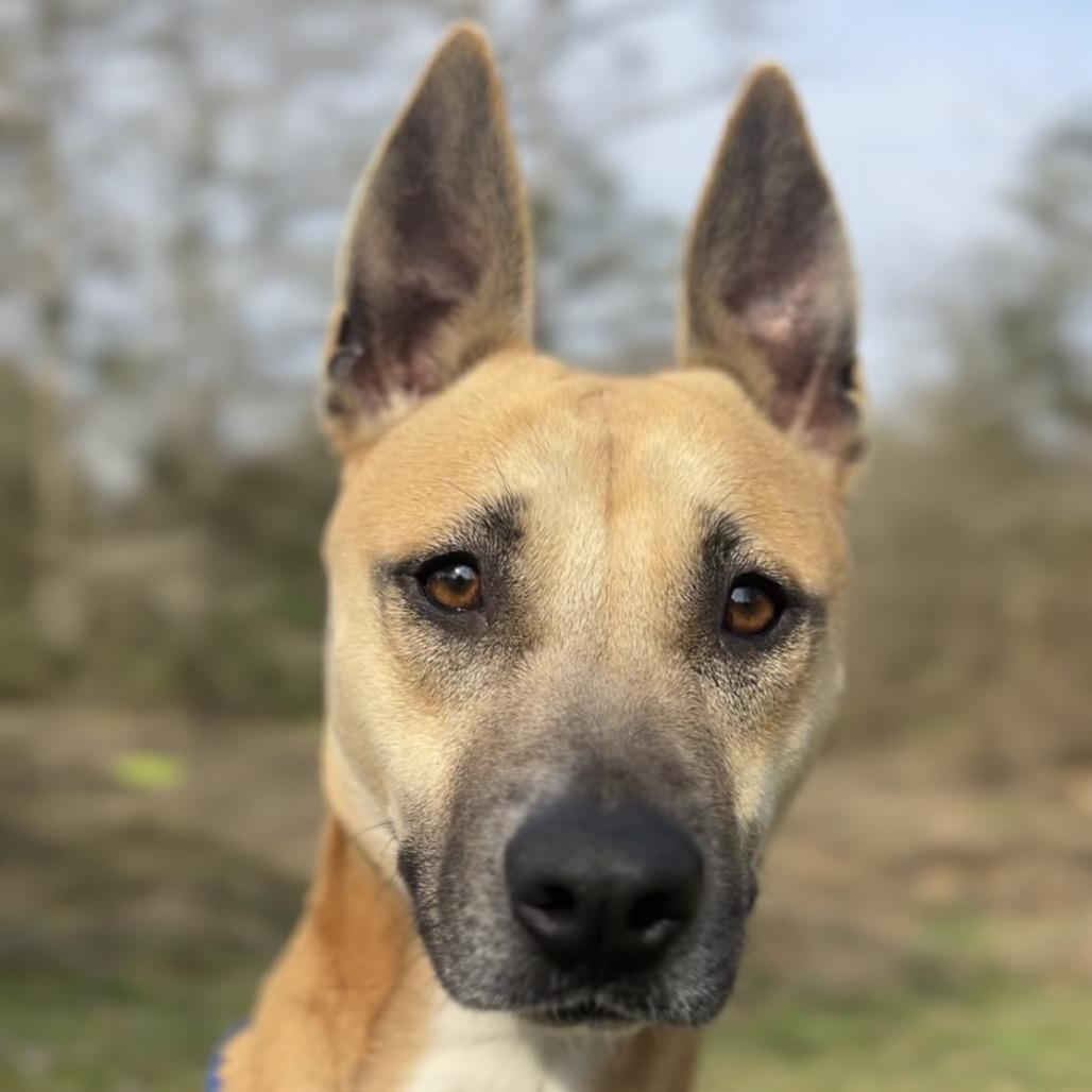 Enlarge Kassidy, a Adoptable mixed breed in Wiggins, MS image 2/6