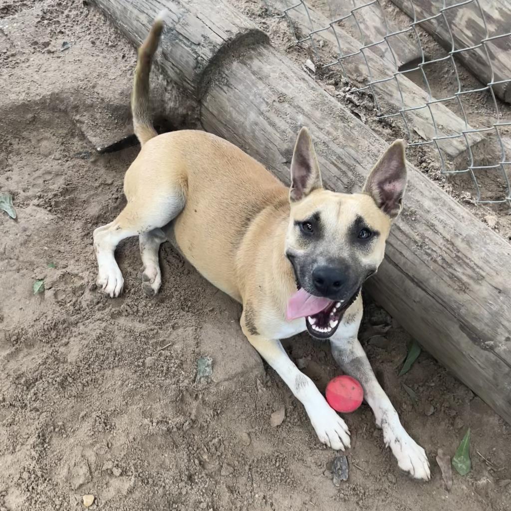 Enlarge Kassidy, a Adoptable mixed breed in Wiggins, MS image 3/6