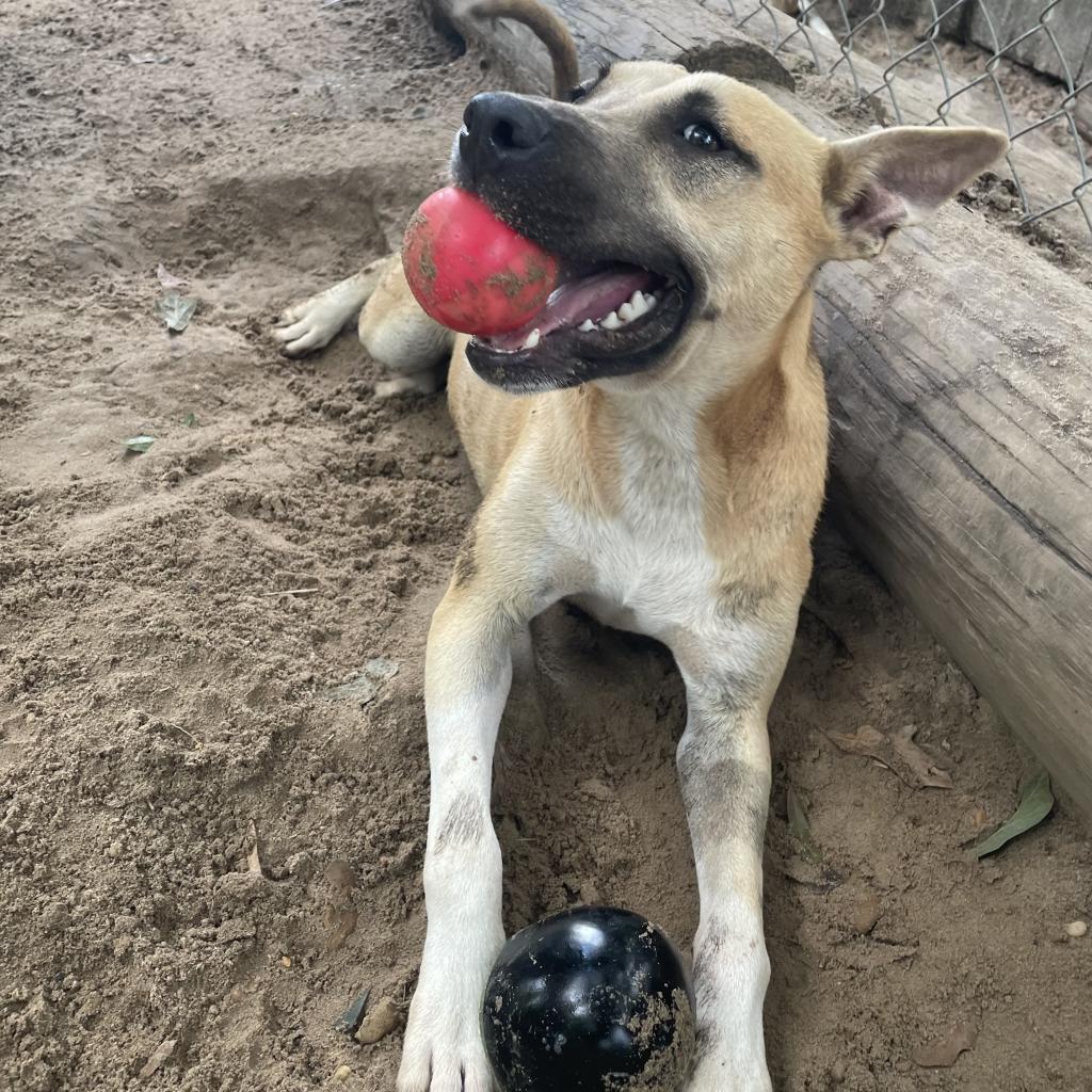 Enlarge Kassidy, a Adoptable mixed breed in Wiggins, MS image 4/6
