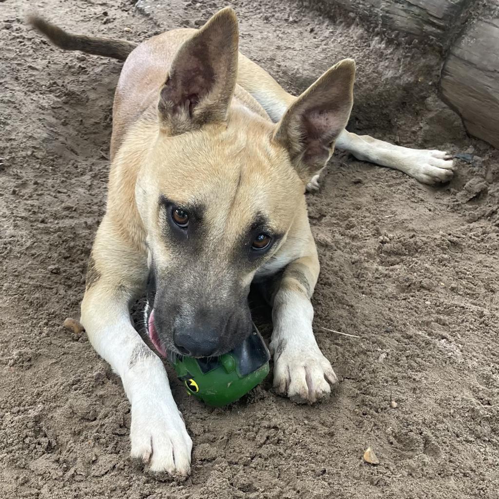 Enlarge Kassidy, a Adoptable mixed breed in Wiggins, MS image 5/6