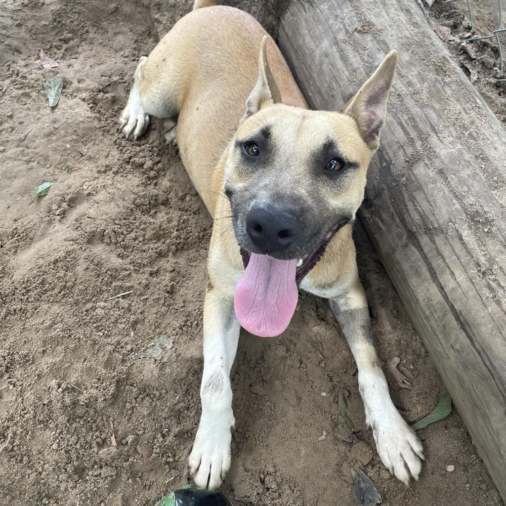 Enlarge Kassidy, a Adoptable mixed breed in Wiggins, MS image 6/6