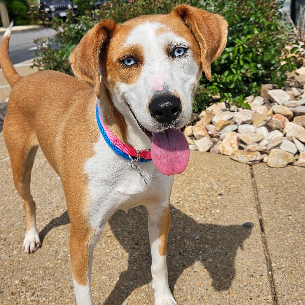 Flower, Adoptable, Adult Female Hound & Mixed Breed.