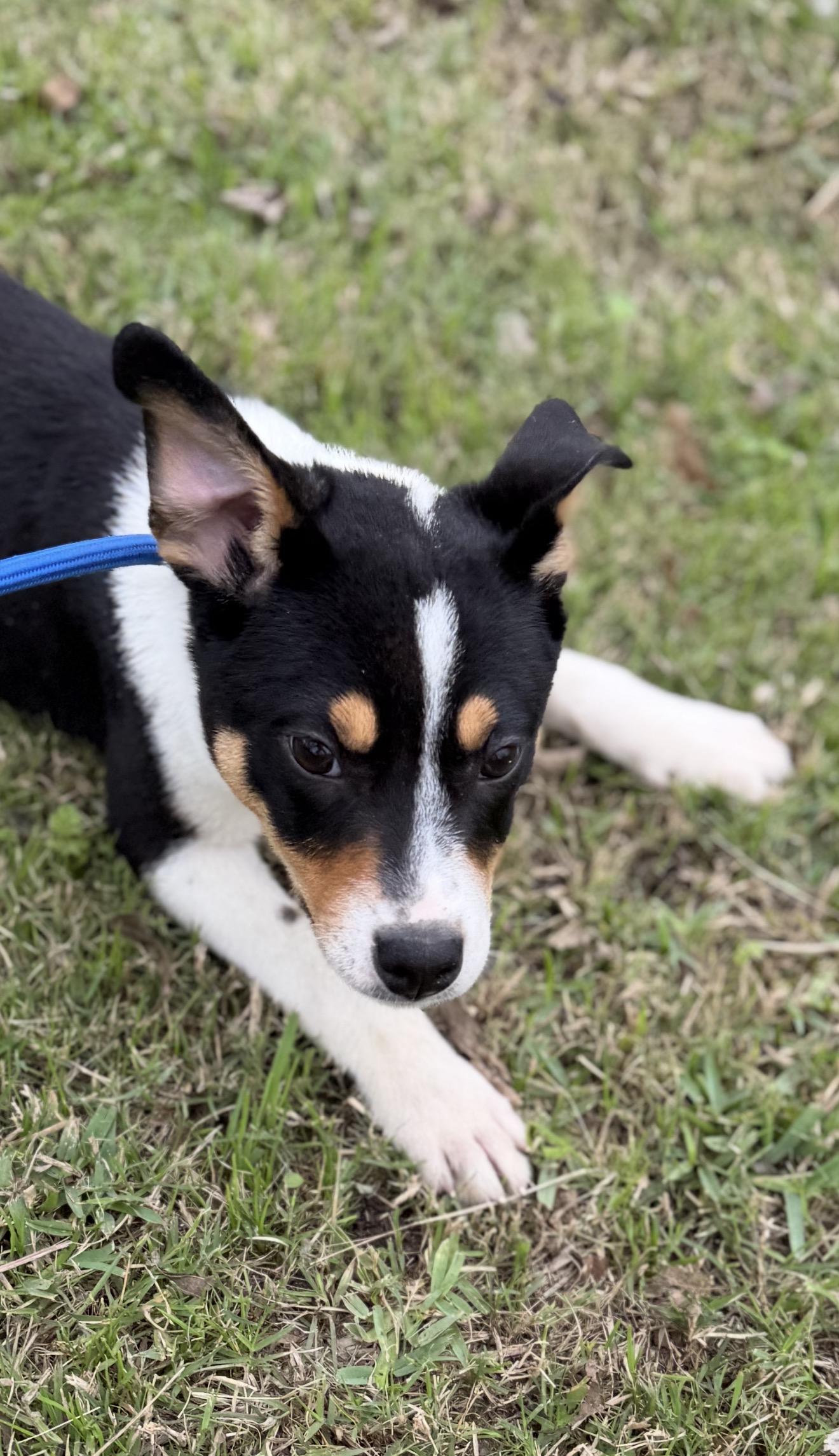 Kane, a ADOPTABLE mixed breed in Westerly, RI image 1/6