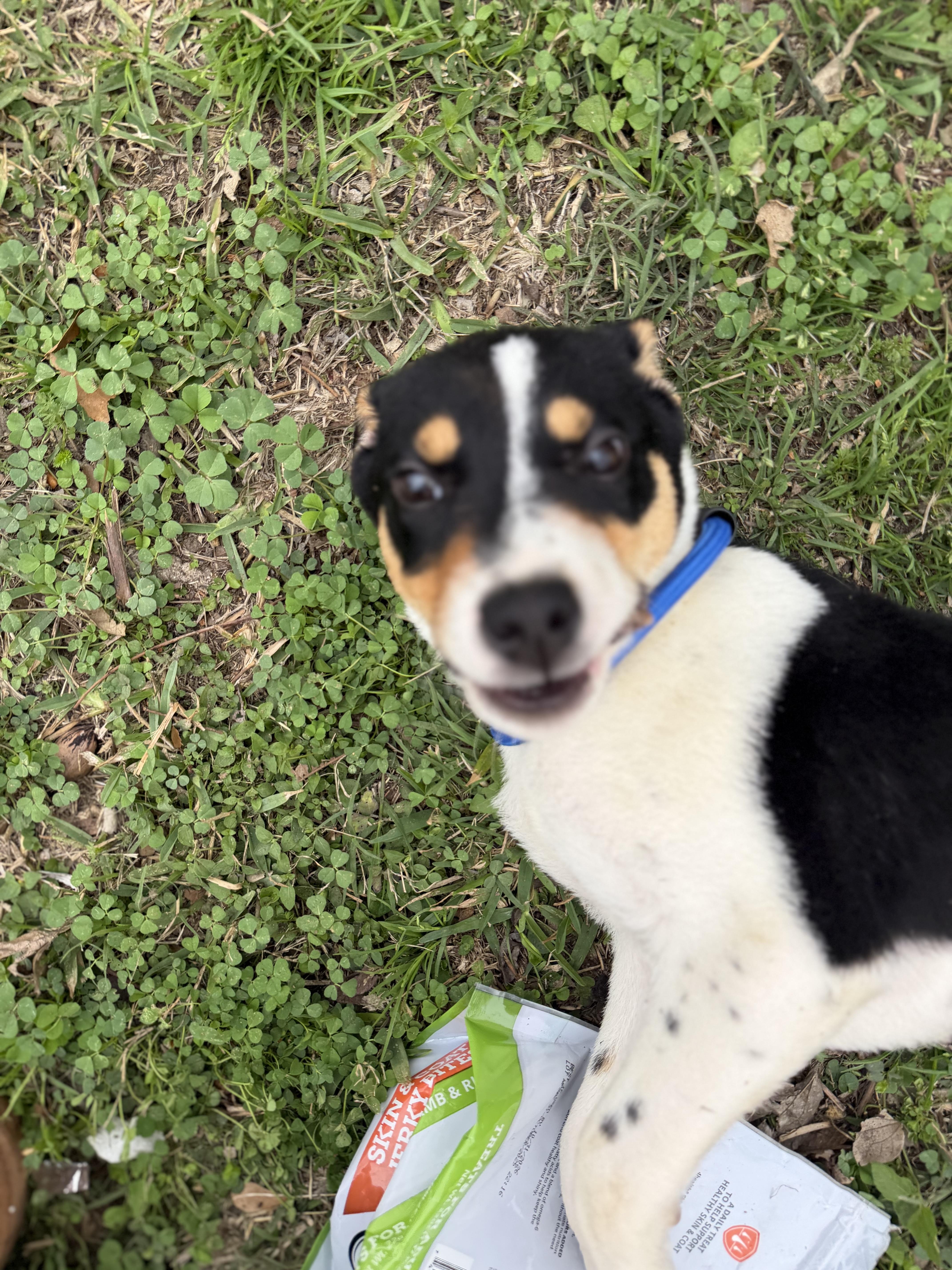 Kane, a ADOPTABLE mixed breed in Westerly, RI image 6/6