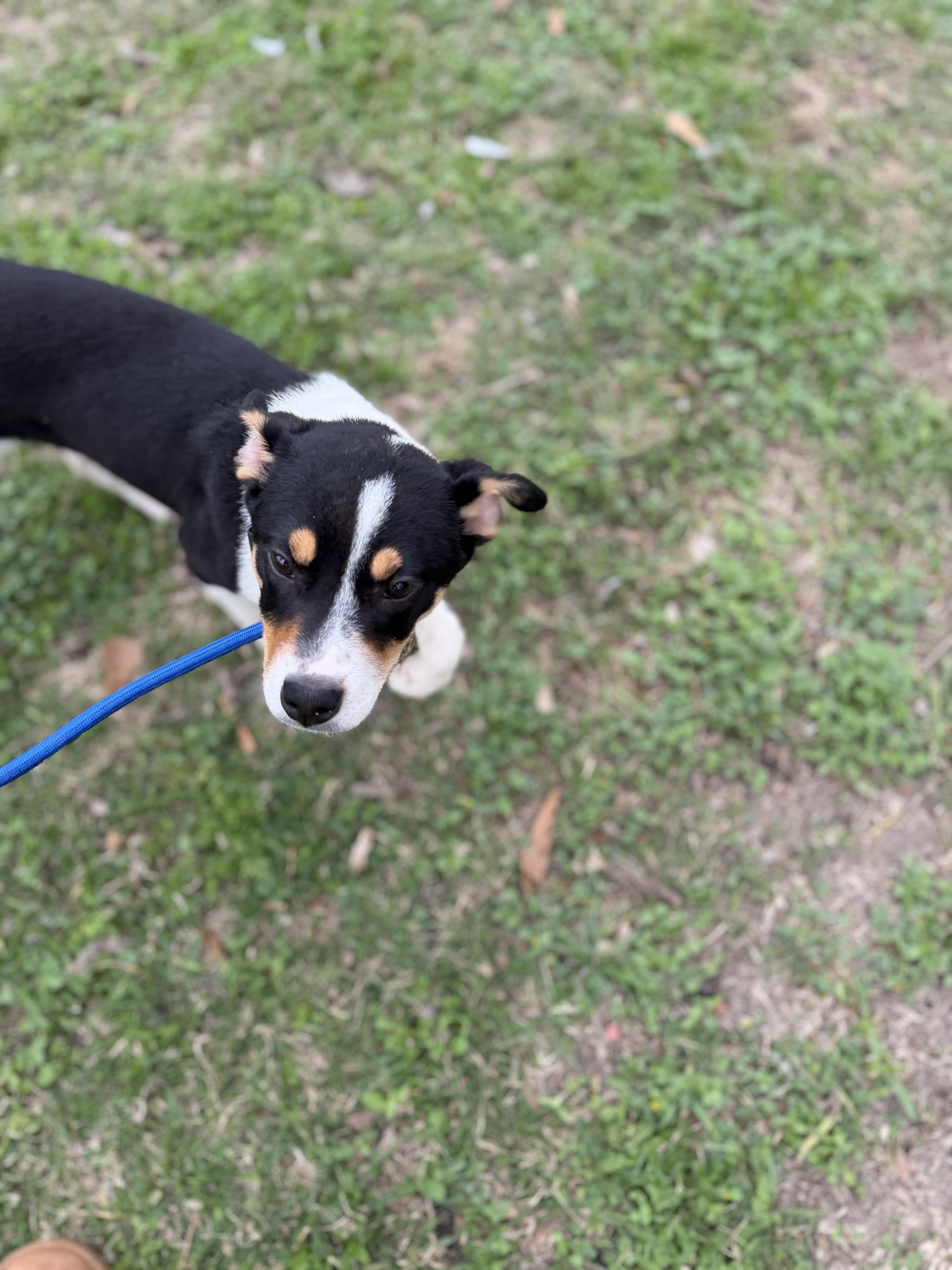 Kane, a ADOPTABLE mixed breed in Westerly, RI image 4/6