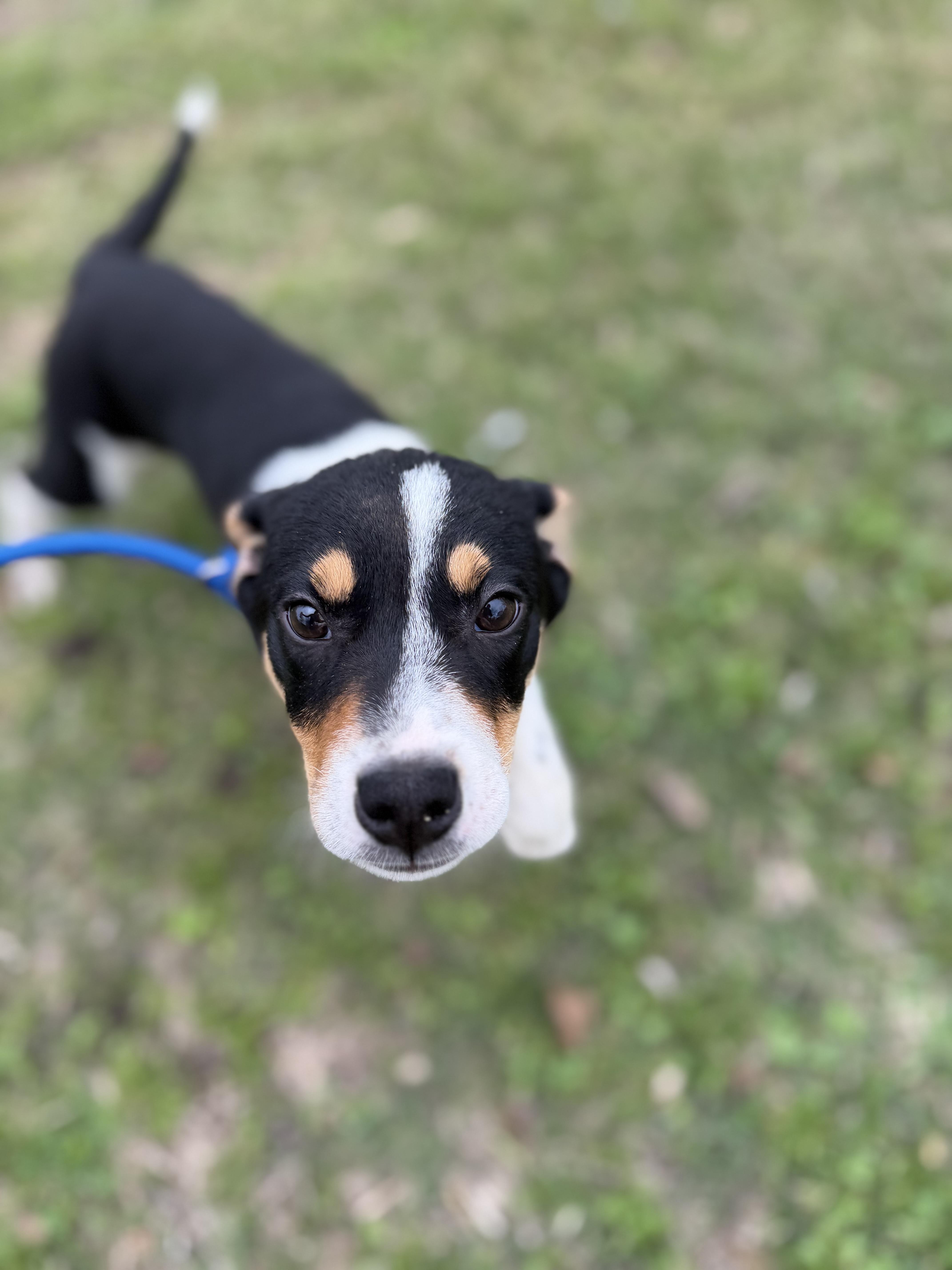 Kane, a ADOPTABLE mixed breed in Westerly, RI image 2/6