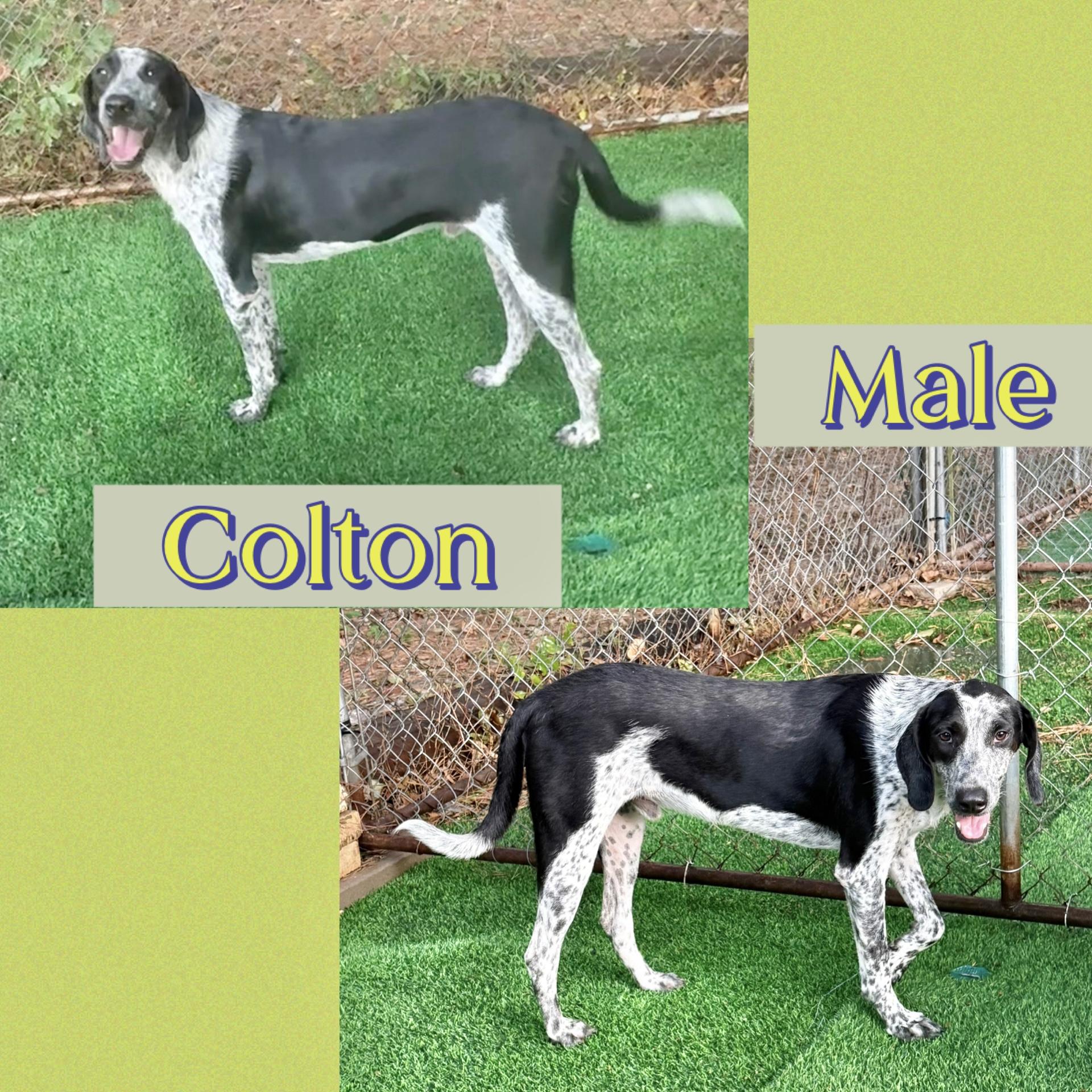 Enlarge Colton, a Adoptable Bluetick Coonhound in Manchester, CT image 2/2