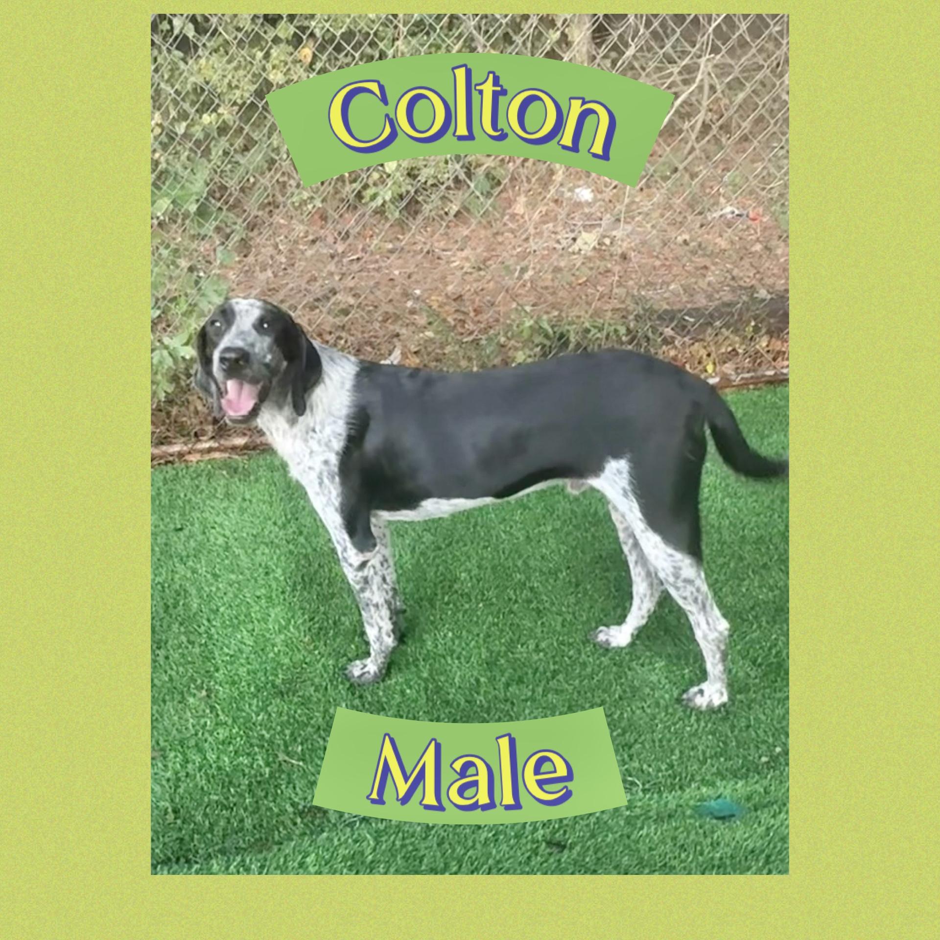 Colton, Adoptable, Adult Male Bluetick Coonhound.