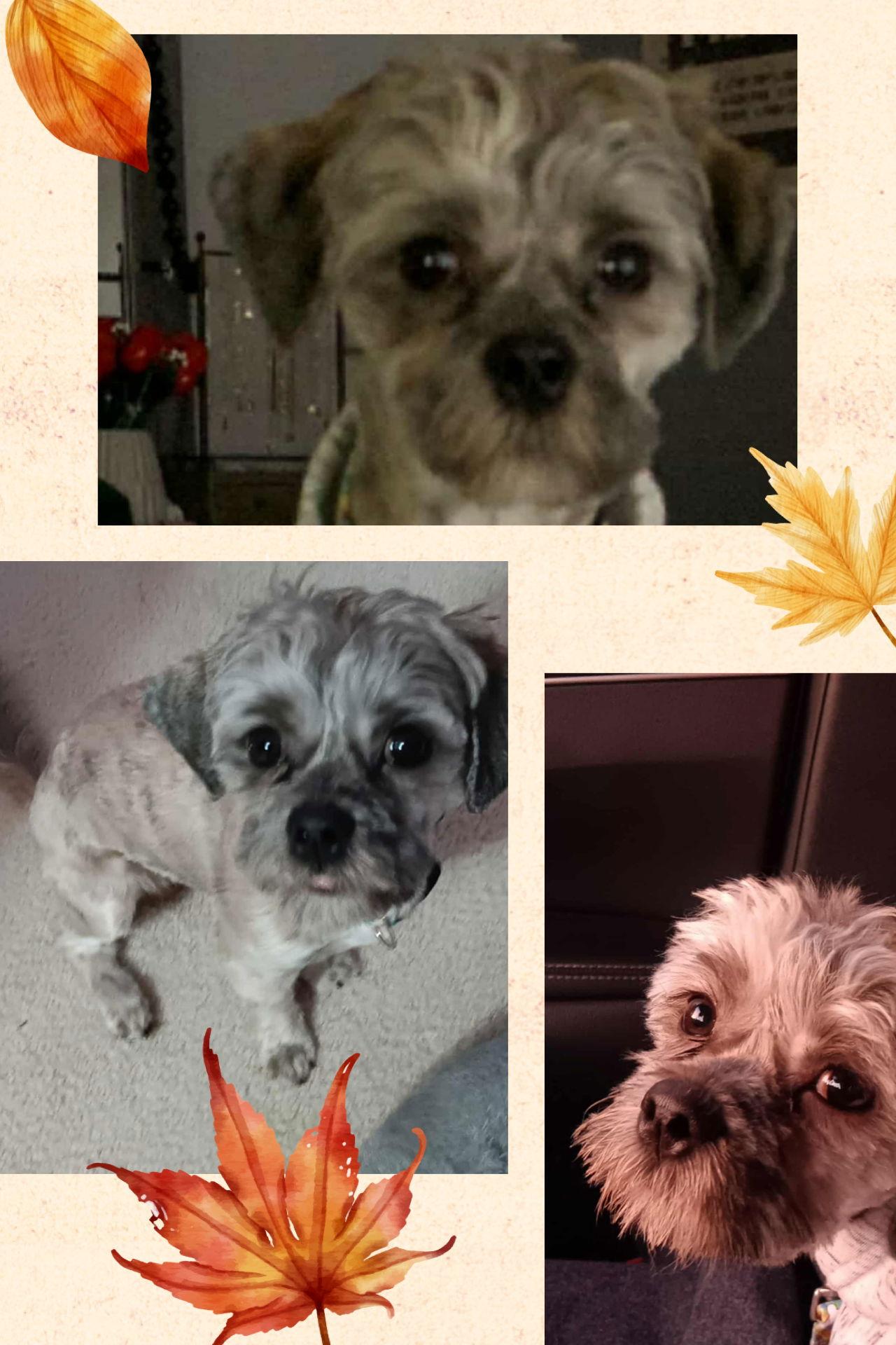 Enlarge Charlie, a Adopted Shih Tzu in Walnutport, PA image 1/1