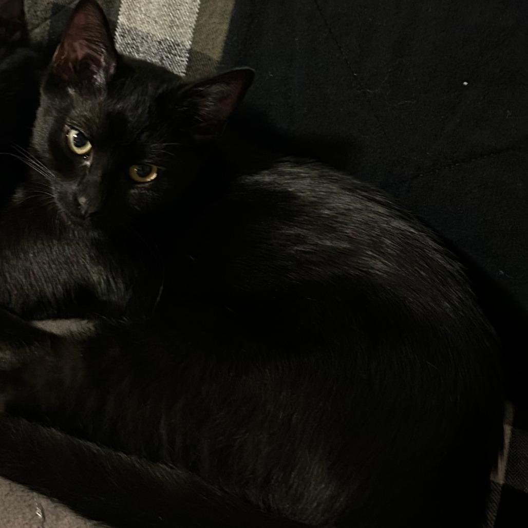 Enlarge Bear, a Adoptable Domestic Short Hair in Ashland, OR image 1/2