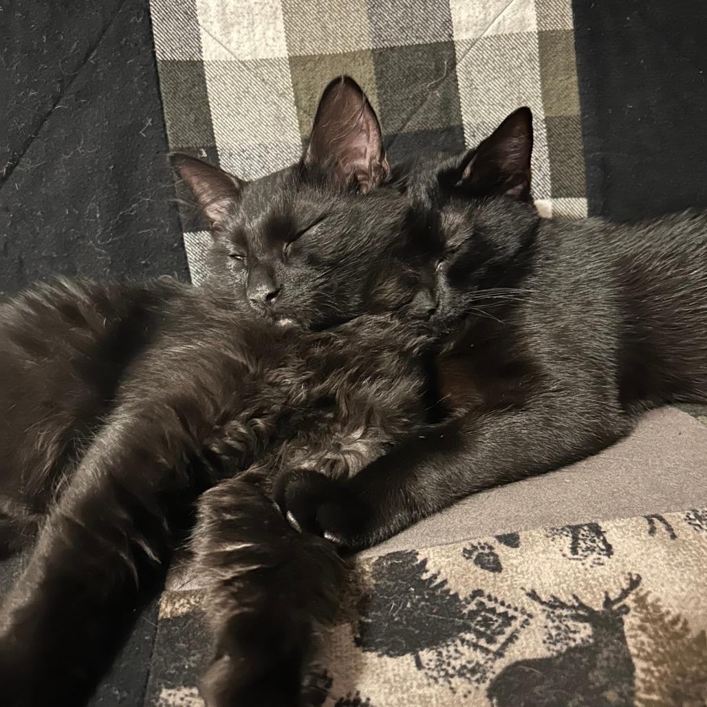 Enlarge Bear, a Adoptable Domestic Short Hair in Ashland, OR image 2/2