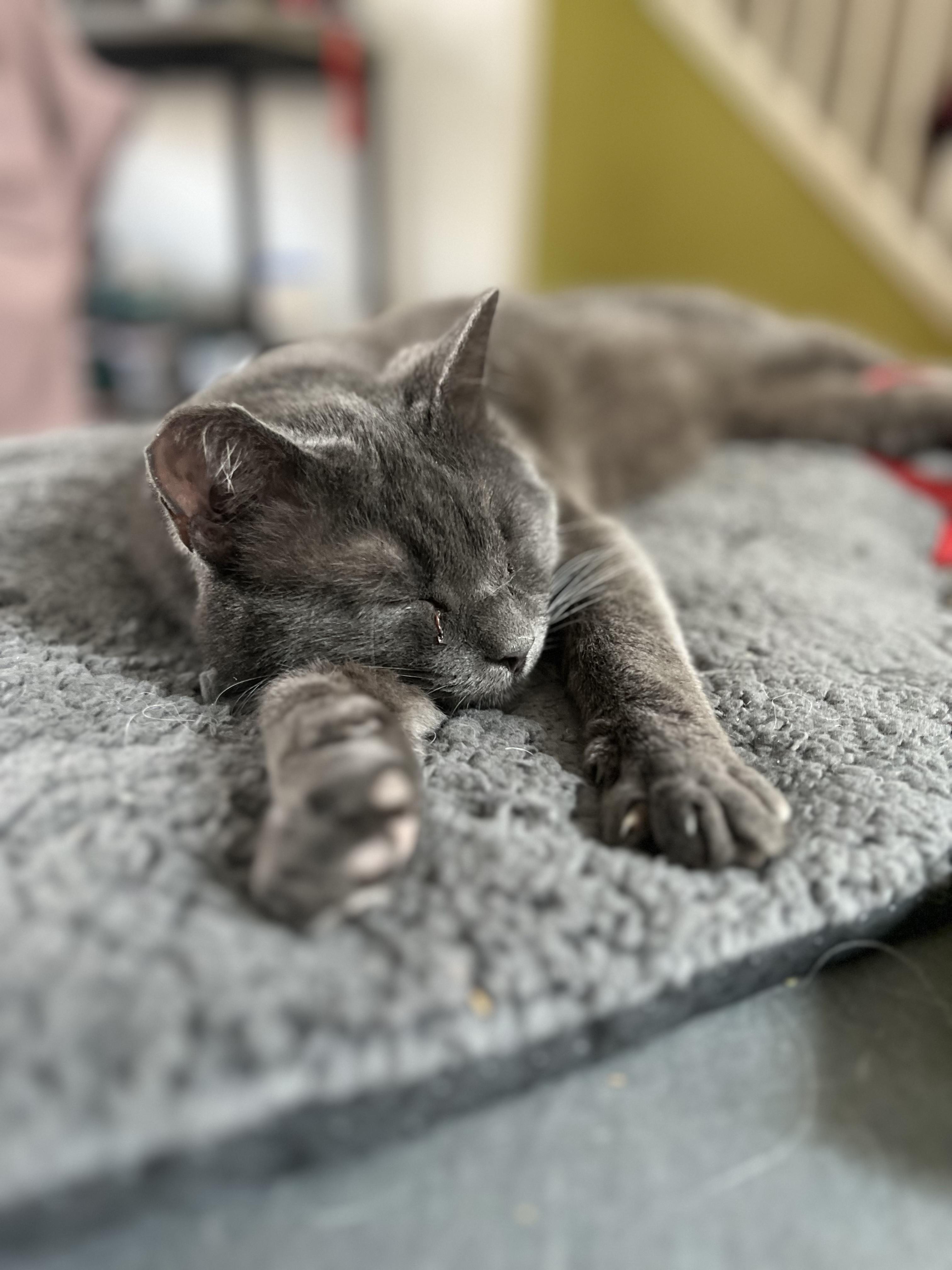 Tuna - Gorgeous Big photo 1
