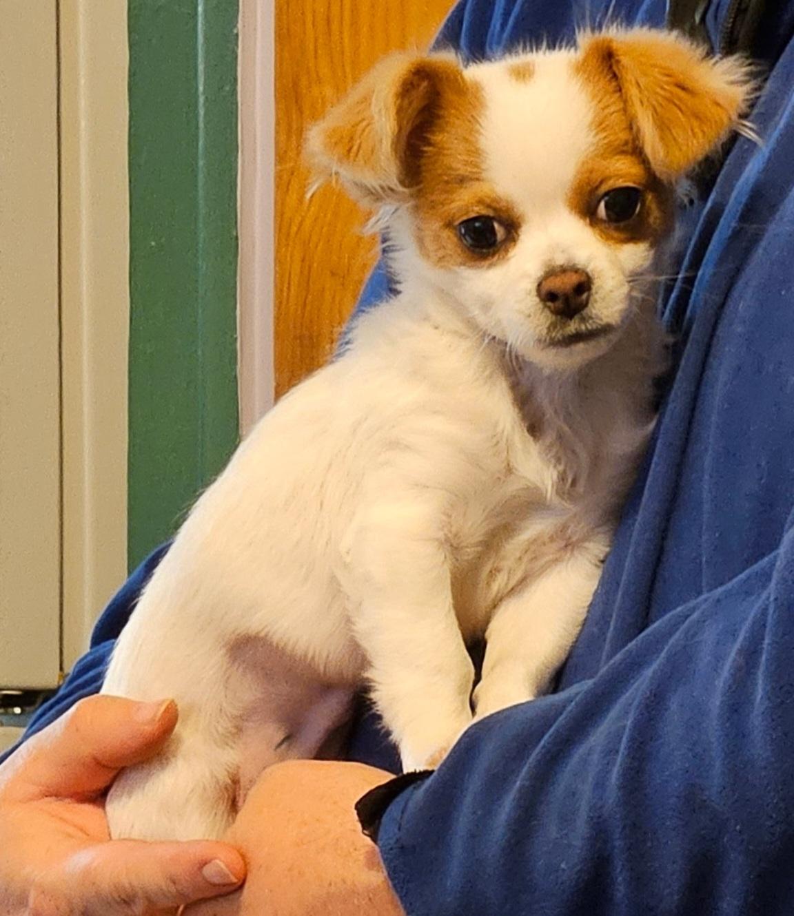 Enlarge Mona, an adopted mixed breed in Salt Lake City, UT image 1/3
