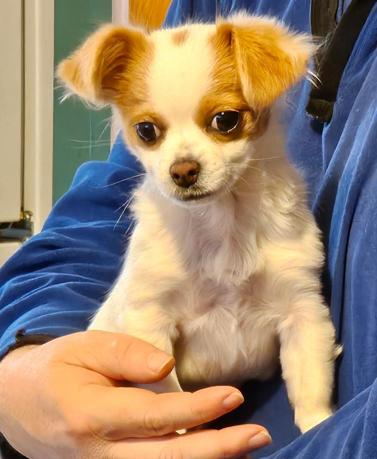 Enlarge Mona, an adopted mixed breed in Salt Lake City, UT image 2/3