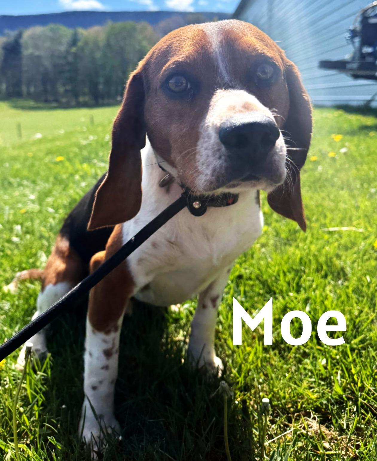 Enlarge Moe, a ADOPTABLE Beagle in Lexington, MA image 2/3