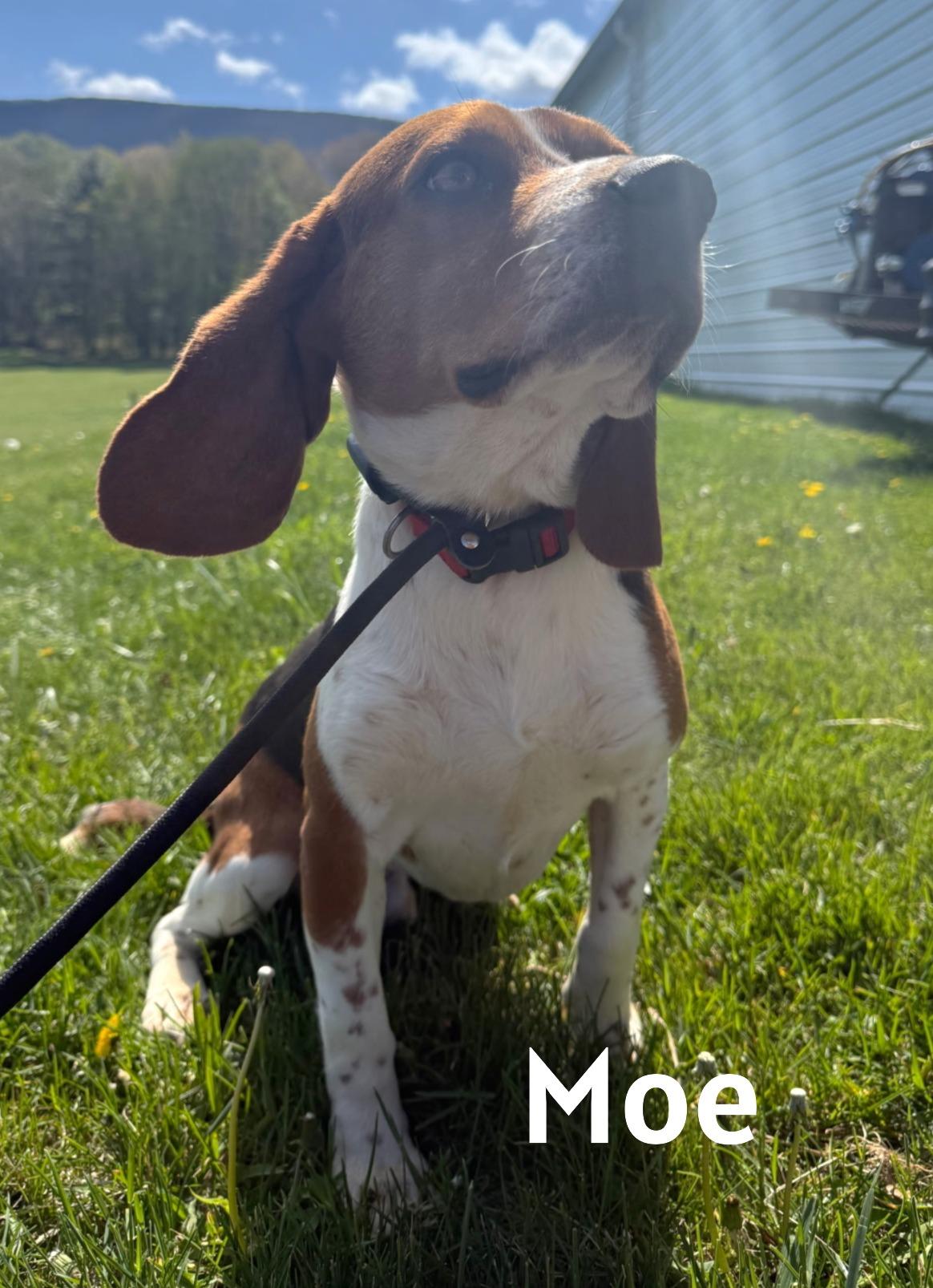 Enlarge Moe, a ADOPTABLE Beagle in Lexington, MA image 1/3