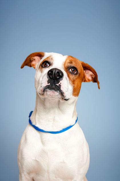 Tito, Adoptable, Young Male Pit Bull Terrier & Mixed Breed.