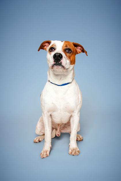 Enlarge Tito, a Adoptable mixed breed in Knoxville, TN image 2/3