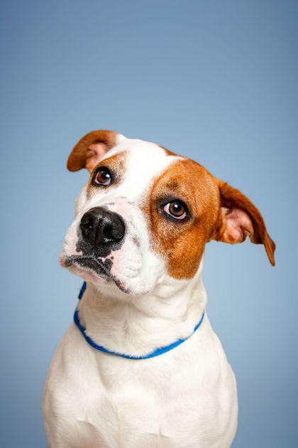 Enlarge Tito, a Adoptable mixed breed in Knoxville, TN image 3/3
