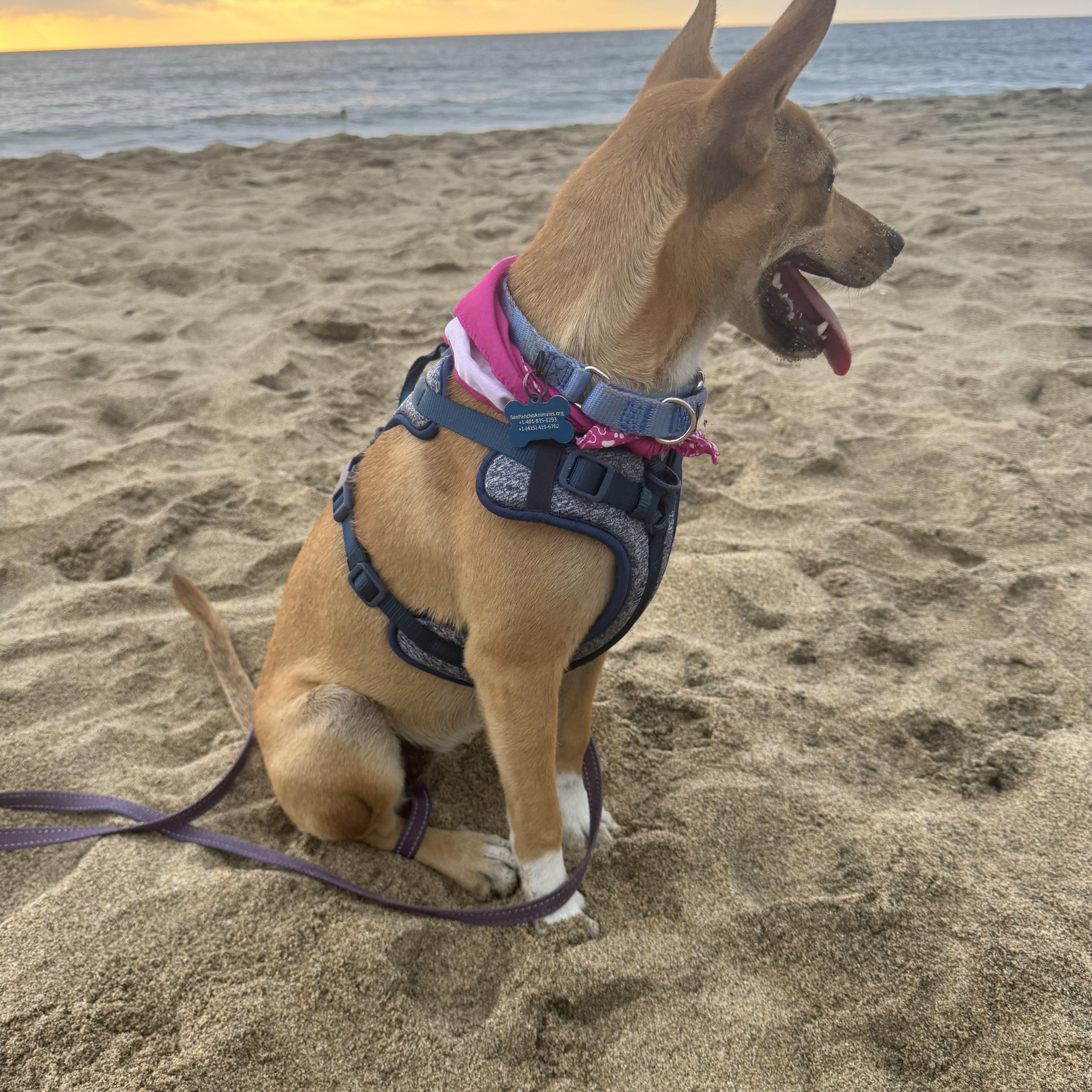 Enlarge Sandi, a ADOPTABLE mixed breed in oregon city, OR image 4/5
