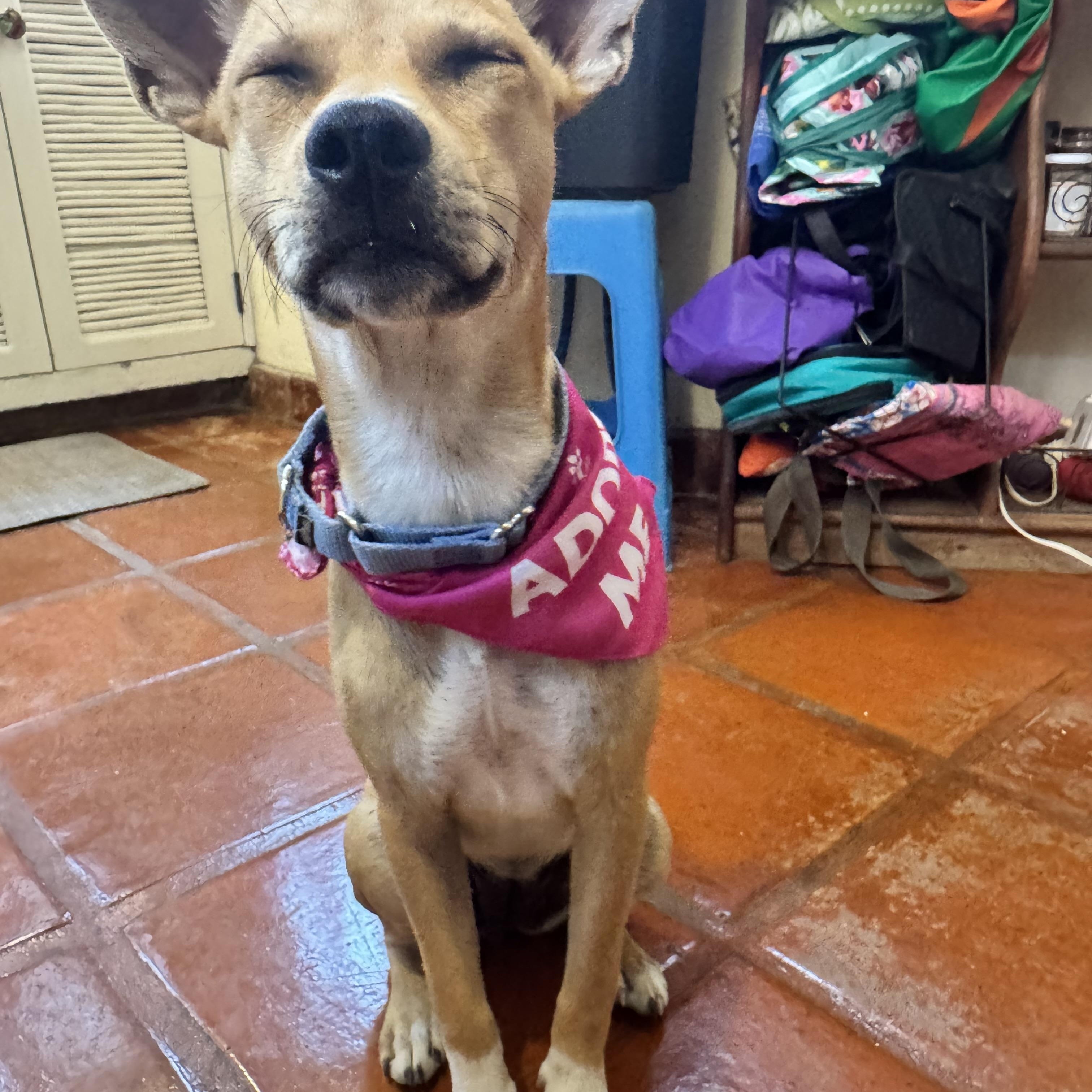 Enlarge Sandi, a ADOPTABLE mixed breed in oregon city, OR image 3/5