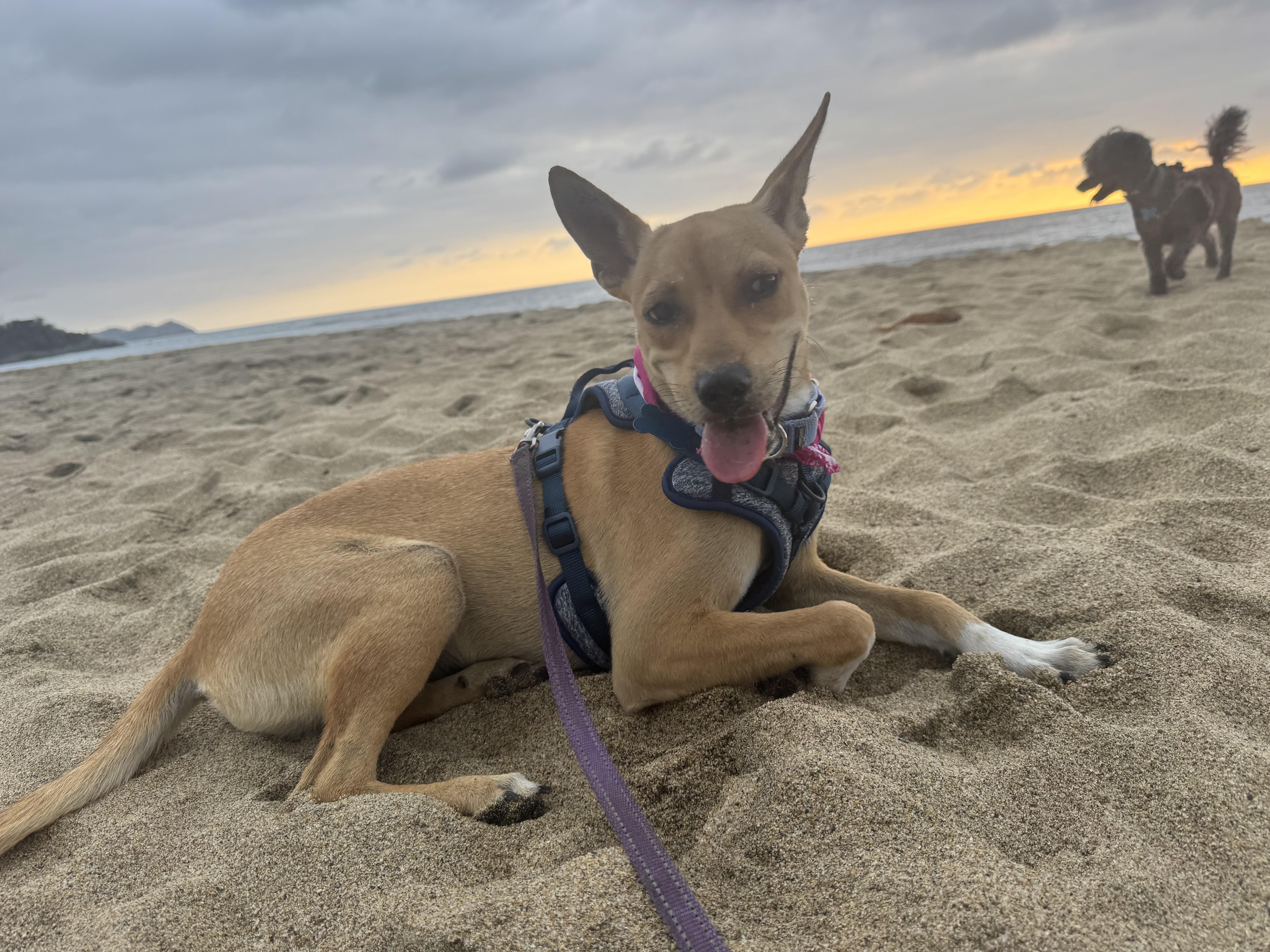 Enlarge Sandi, a ADOPTABLE mixed breed in oregon city, OR image 1/5