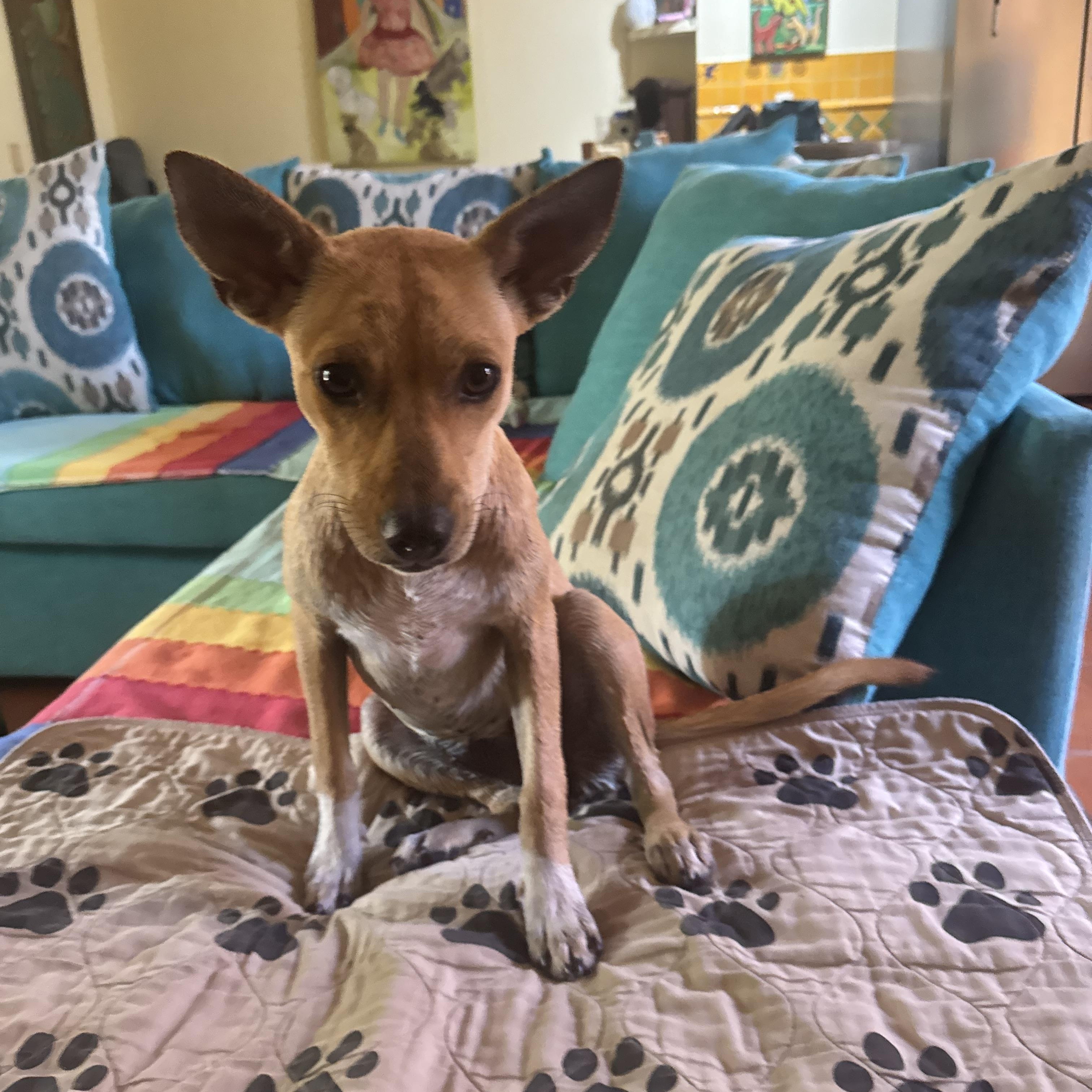 Enlarge Sandi, a ADOPTABLE mixed breed in oregon city, OR image 2/5