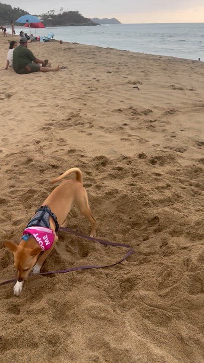 Enlarge Sandi, a ADOPTABLE mixed breed in oregon city, OR video 5/5
