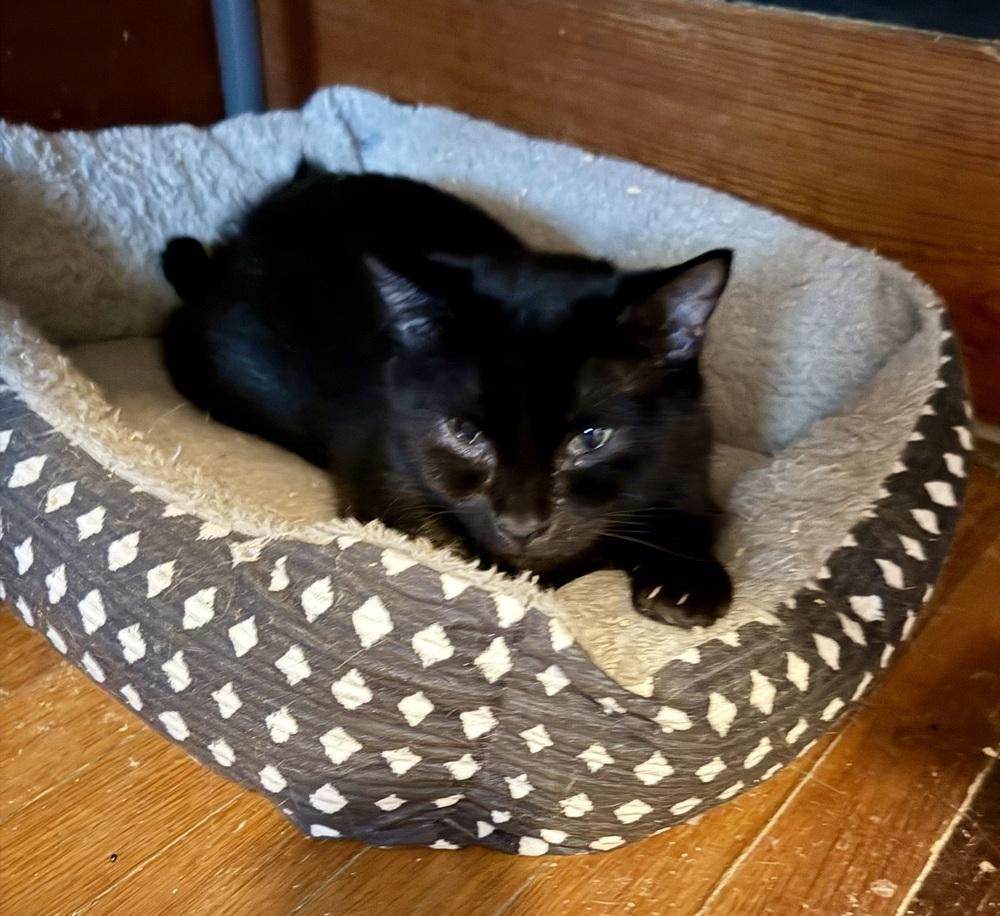 Spooky, Adoptable, Young Female Domestic Short Hair.