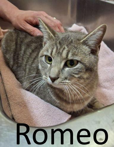 Romeo, Adoptable, Young Male Tabby & Domestic Short Hair.