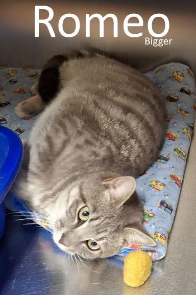 Romeo, a Adoptable mixed breed in Mountain View, AR image 2/2