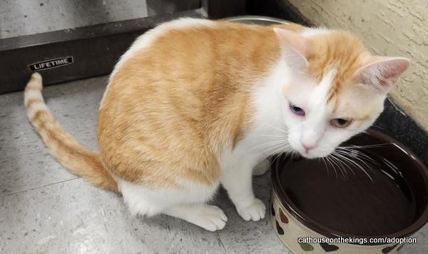 Coral, Adoptable, Adult Female Tabby.