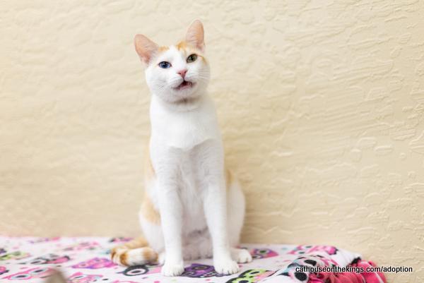Enlarge Coral, a Adoptable Tabby in Parlier, CA image 1/6