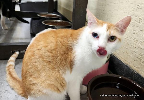 Enlarge Coral, a Adoptable Tabby in Parlier, CA image 2/6