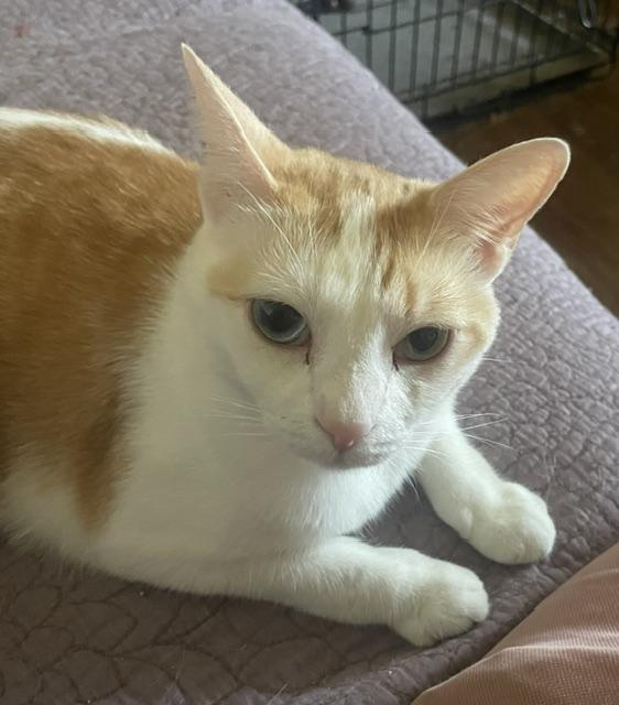 Coral, a Adoptable Tabby in Parlier, CA image 3/6
