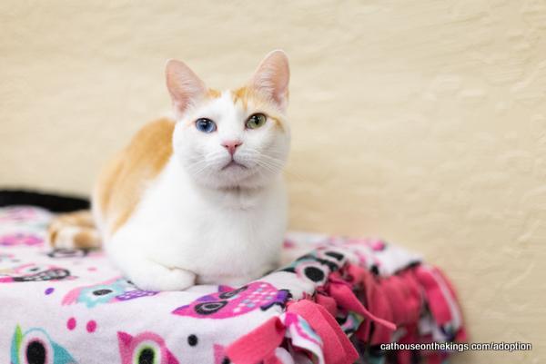 Enlarge Coral, a Adoptable Tabby in Parlier, CA image 3/6