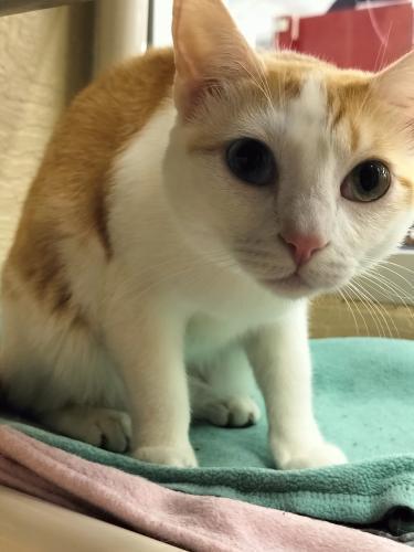 Enlarge Coral, a Adoptable Tabby in Parlier, CA image 4/6