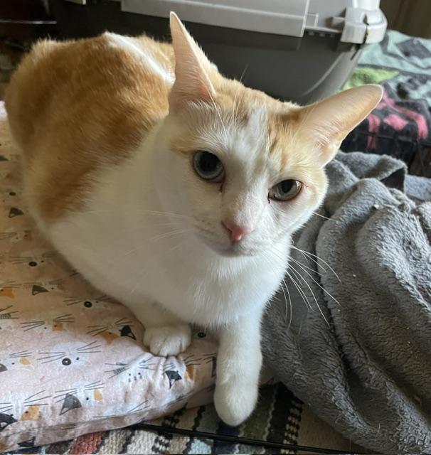 Coral, a Adoptable Tabby in Parlier, CA image 5/6