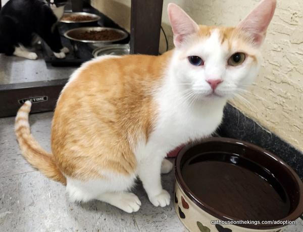 Enlarge Coral, a Adoptable Tabby in Parlier, CA image 5/6