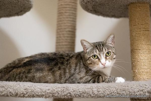 Eevee, Adoptable, Adult Female Tabby.