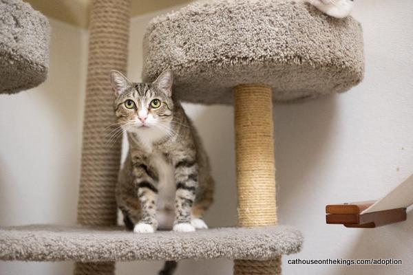 Enlarge Eevee, a Adoptable Tabby in Parlier, CA image 3/6