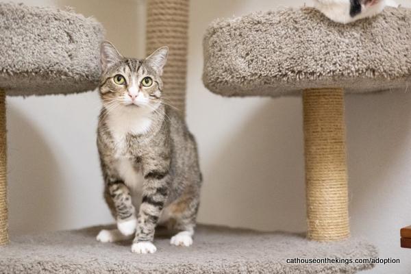 Enlarge Eevee, a Adoptable Tabby in Parlier, CA image 4/6