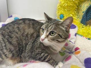 Enlarge Eevee, a Adoptable Tabby in Parlier, CA image 5/6