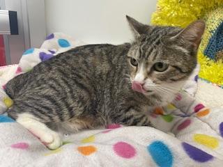 Enlarge Eevee, a Adoptable Tabby in Parlier, CA image 6/6