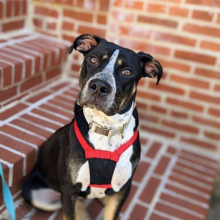 Axel, Adult Male Mixed Breed