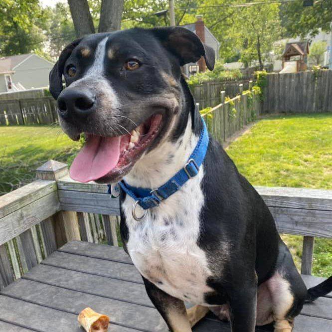 Enlarge Axel, a Adoptable mixed breed in Millersville, MD image 2/10