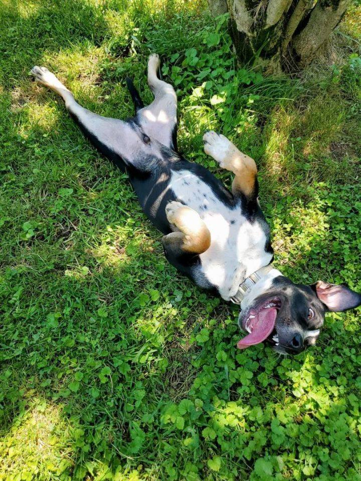 Enlarge Axel, a Adoptable mixed breed in Millersville, MD image 3/10